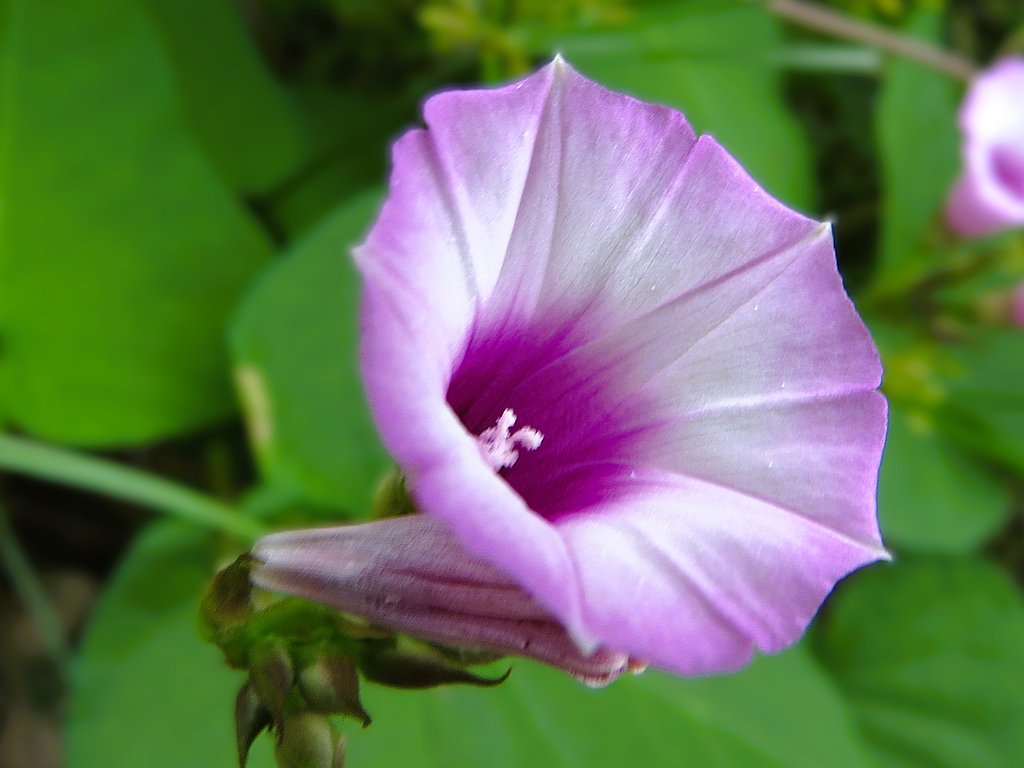  路傍の花