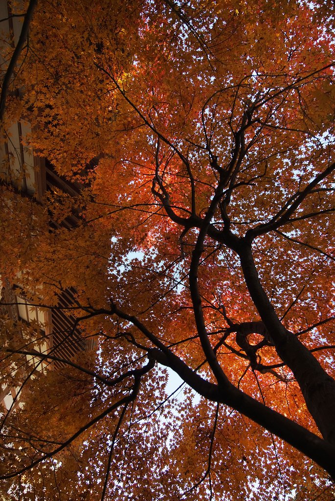 お寺の紅葉