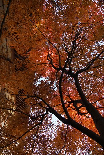 お寺の紅葉