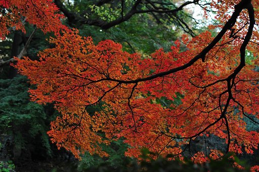 燃えるひと枝