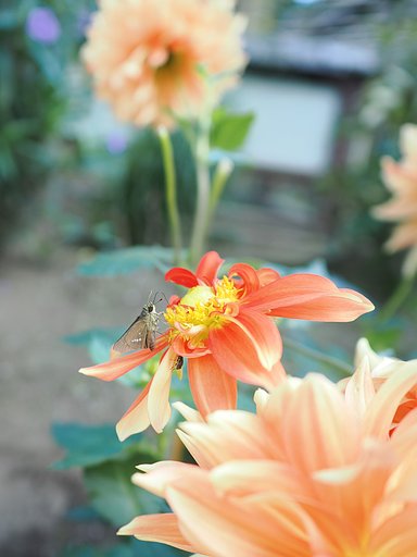 相席でお願いします。
