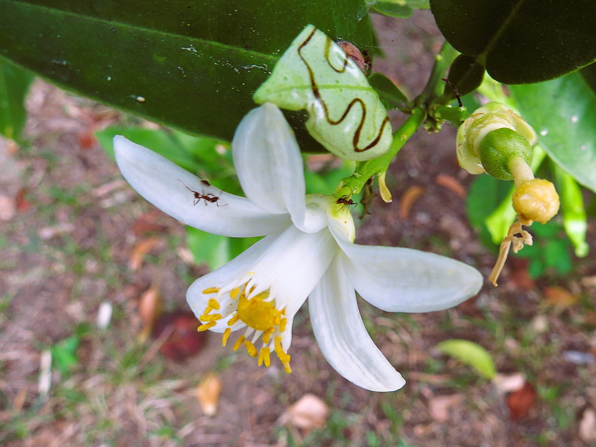 花と蟻