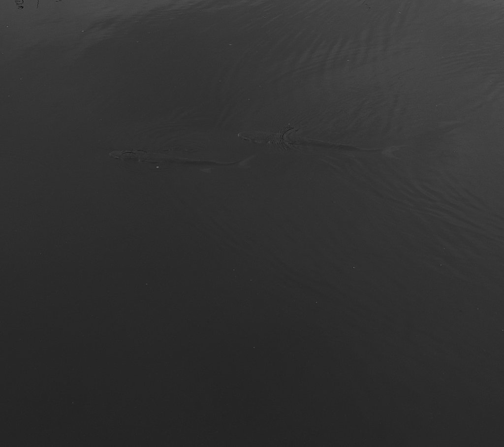 Black in Black