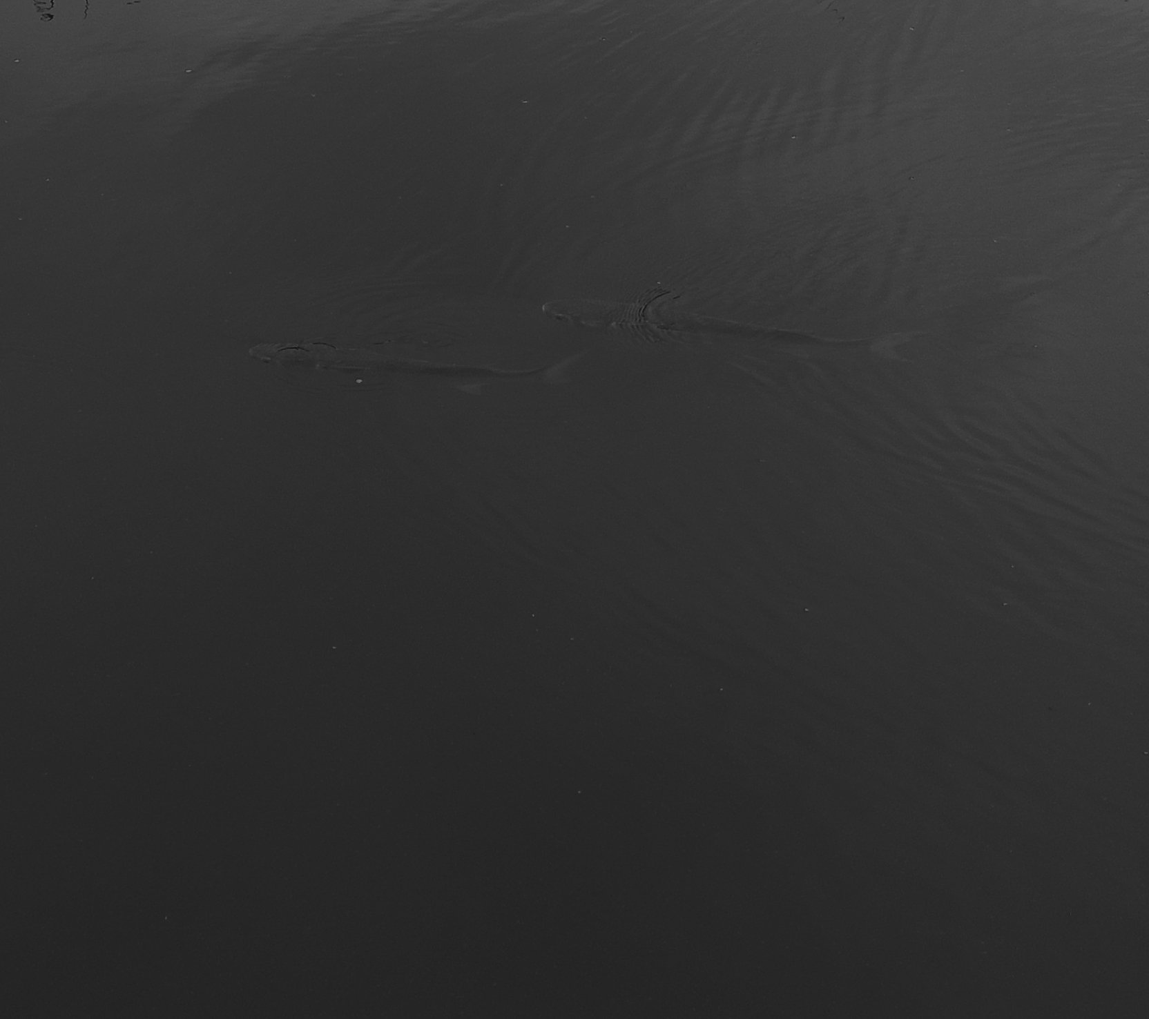 Black in Black