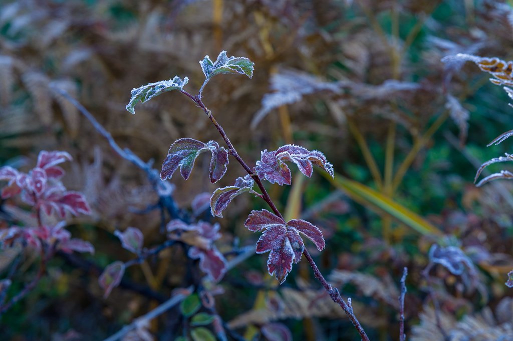 凍える紅葉