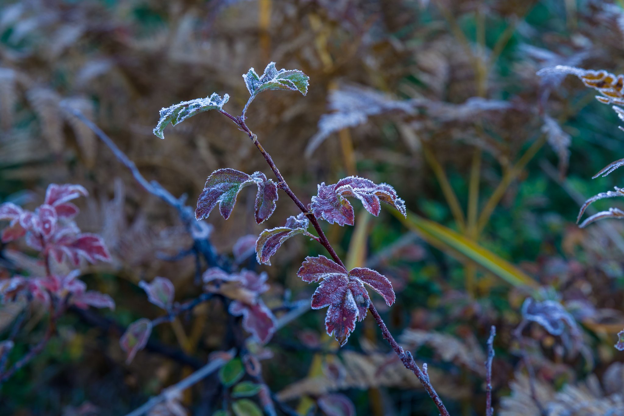 凍える紅葉