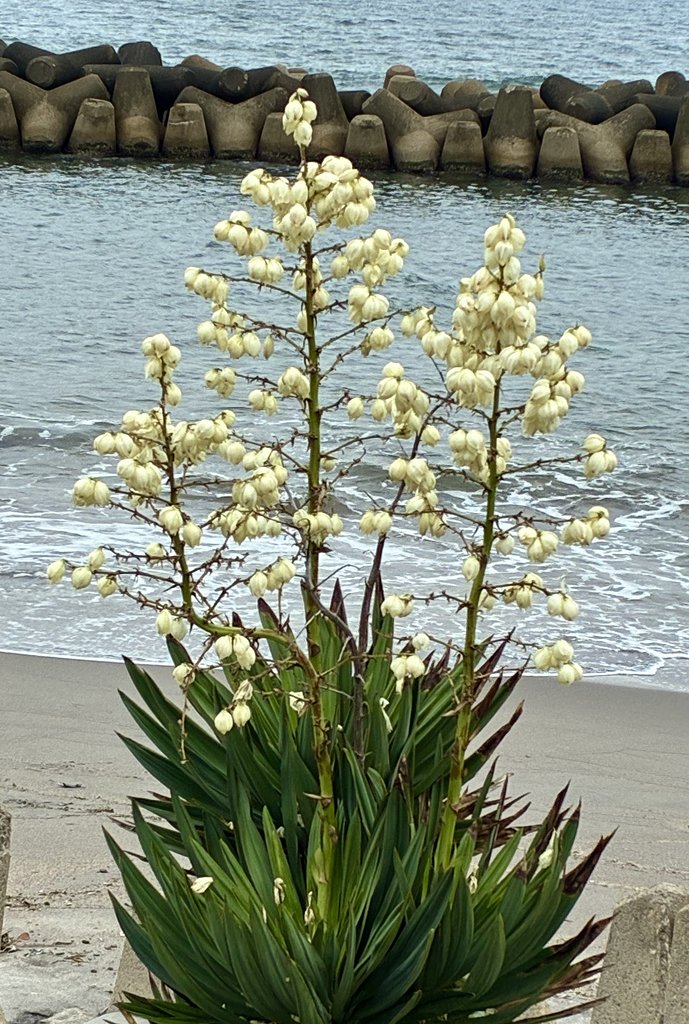 海辺の花