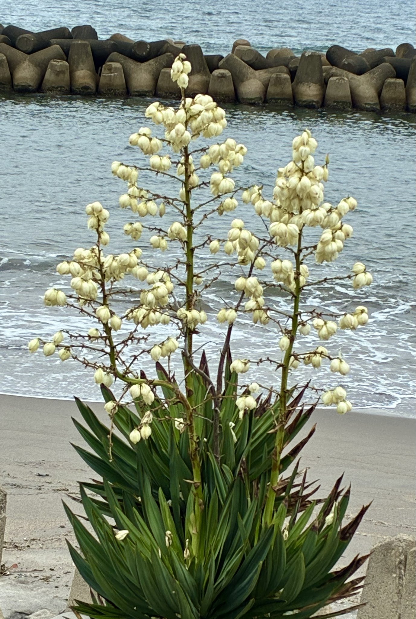 海辺の花