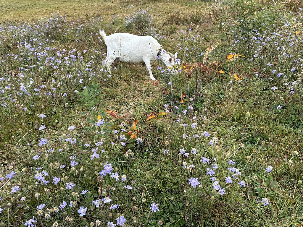 観光用ヤギ