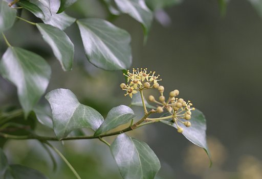 木蔦の花