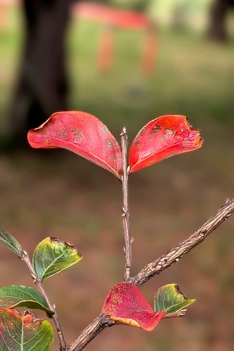 サルスベリの紅葉