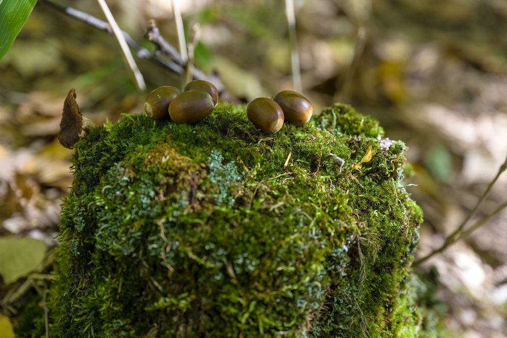苔のステージにドングリ