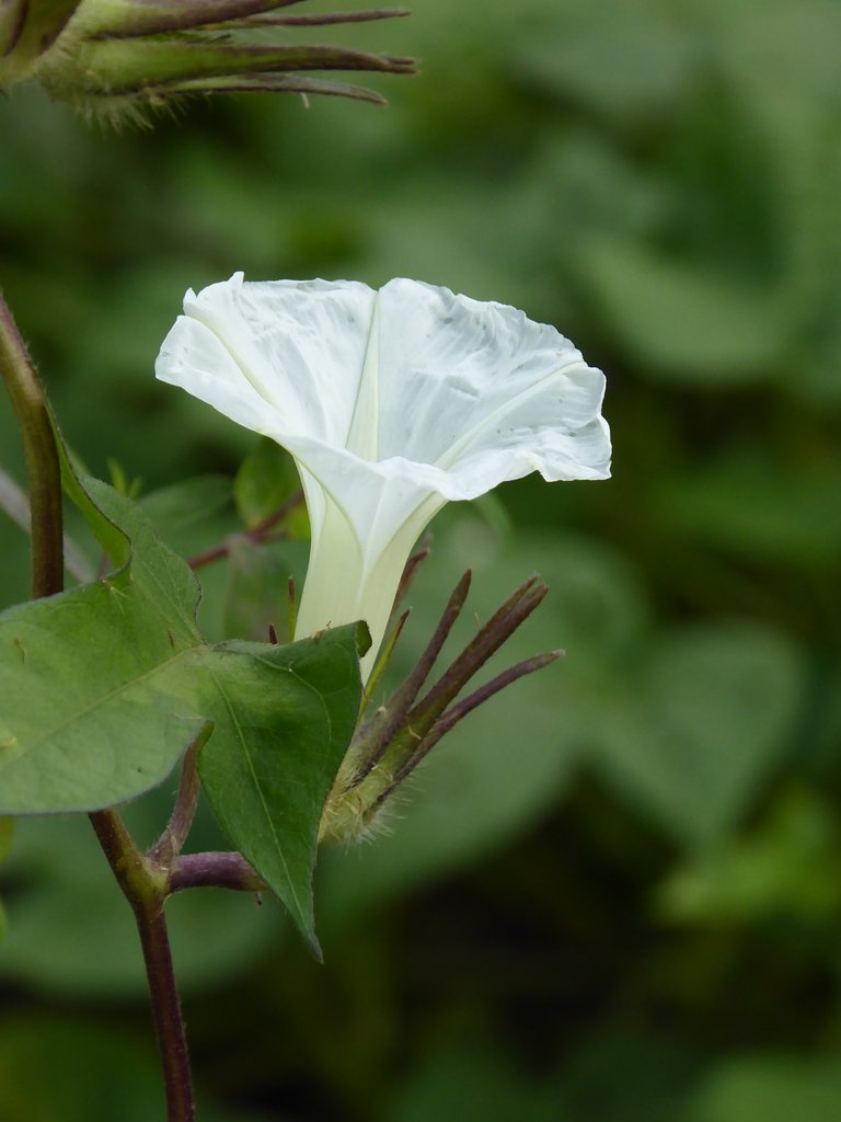 ヨルガオの花