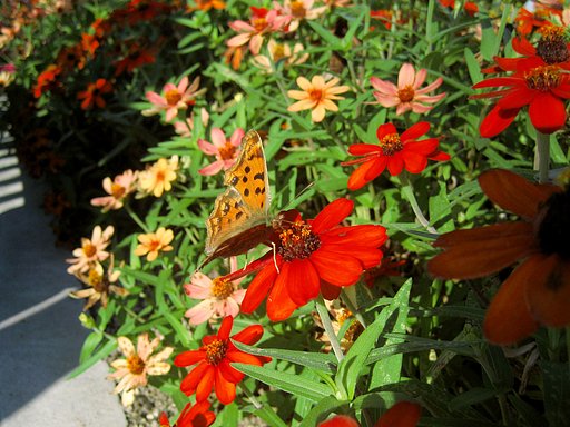 秋の花壇にて