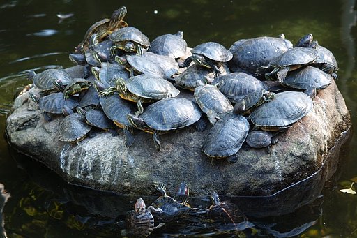 親亀の背中に子亀を乗せて