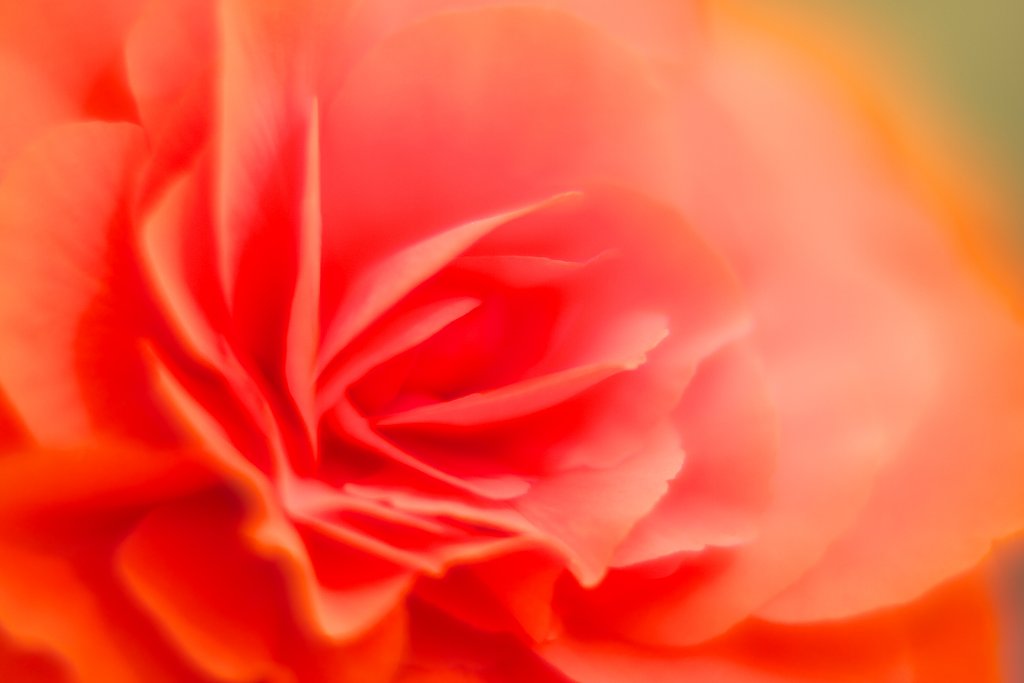 薔薇ではないけれど