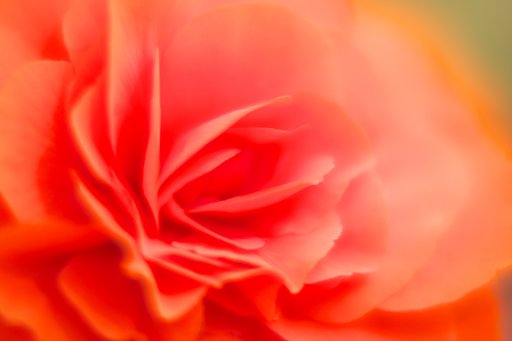 薔薇ではないけれど