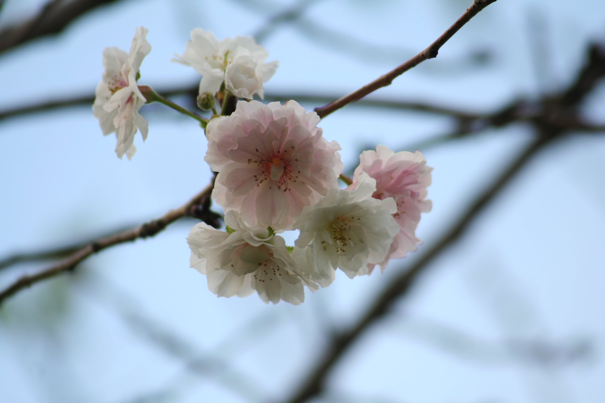 秋なのに桜が〜