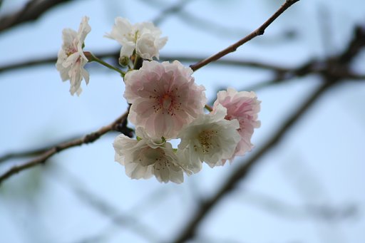 秋なのに桜が〜
