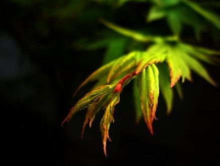 紅葉