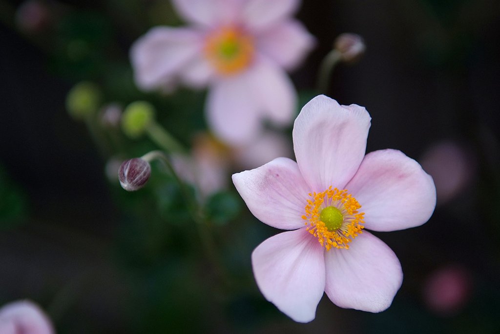何の花だろう？