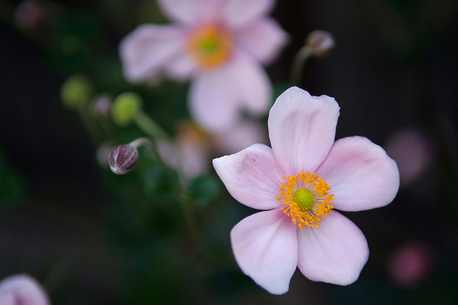 何の花だろう？
