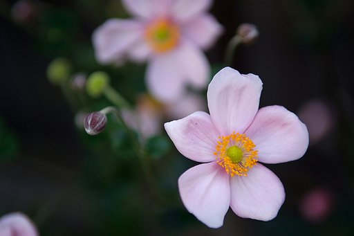 何の花だろう？