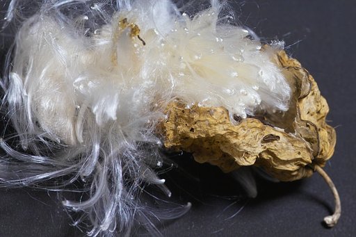 「秋」　冠毛秋子