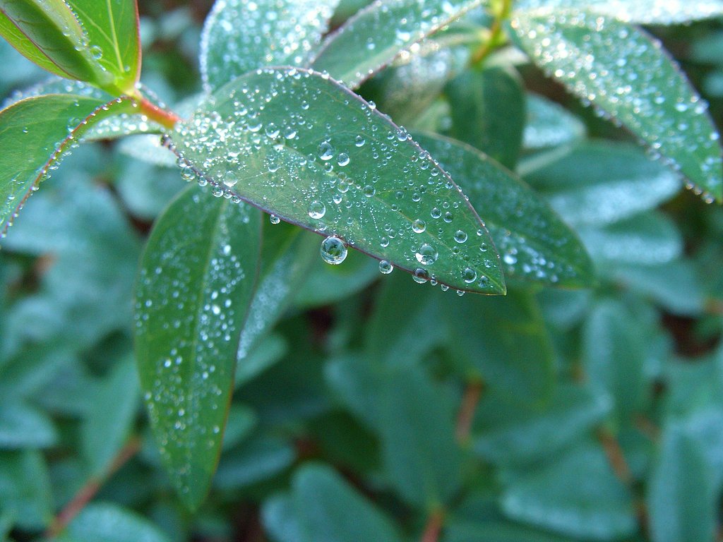水玉が