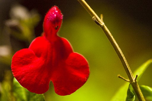 チェリーセージ