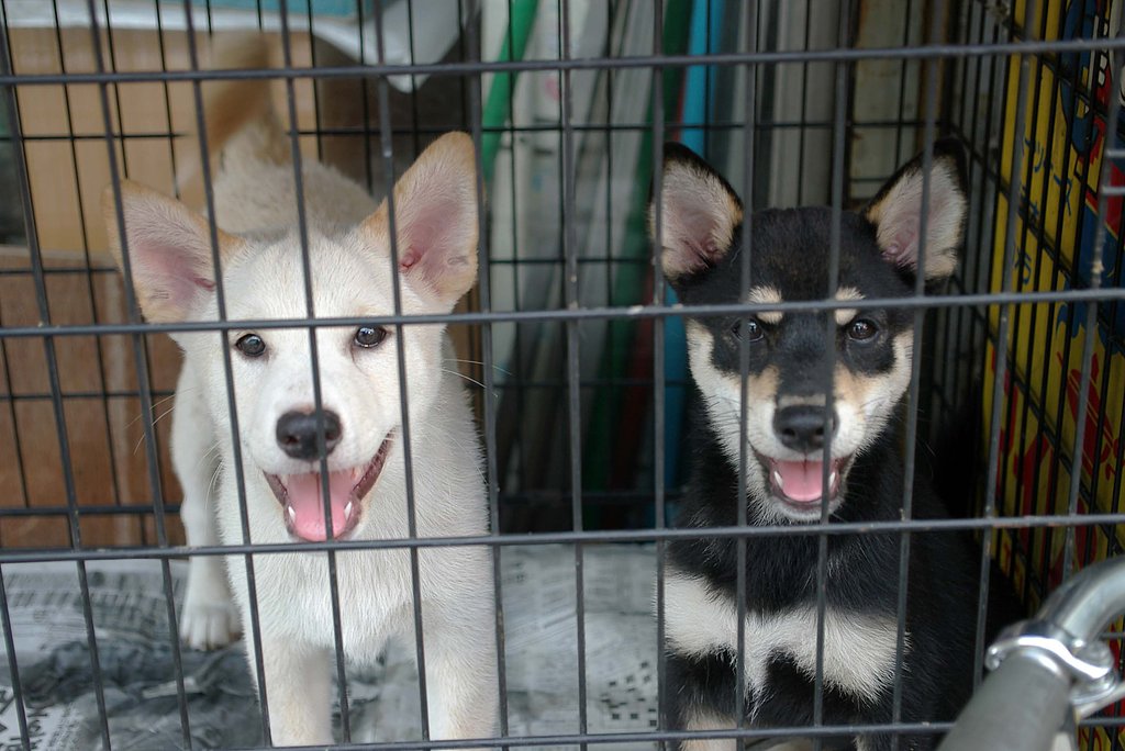 子犬
