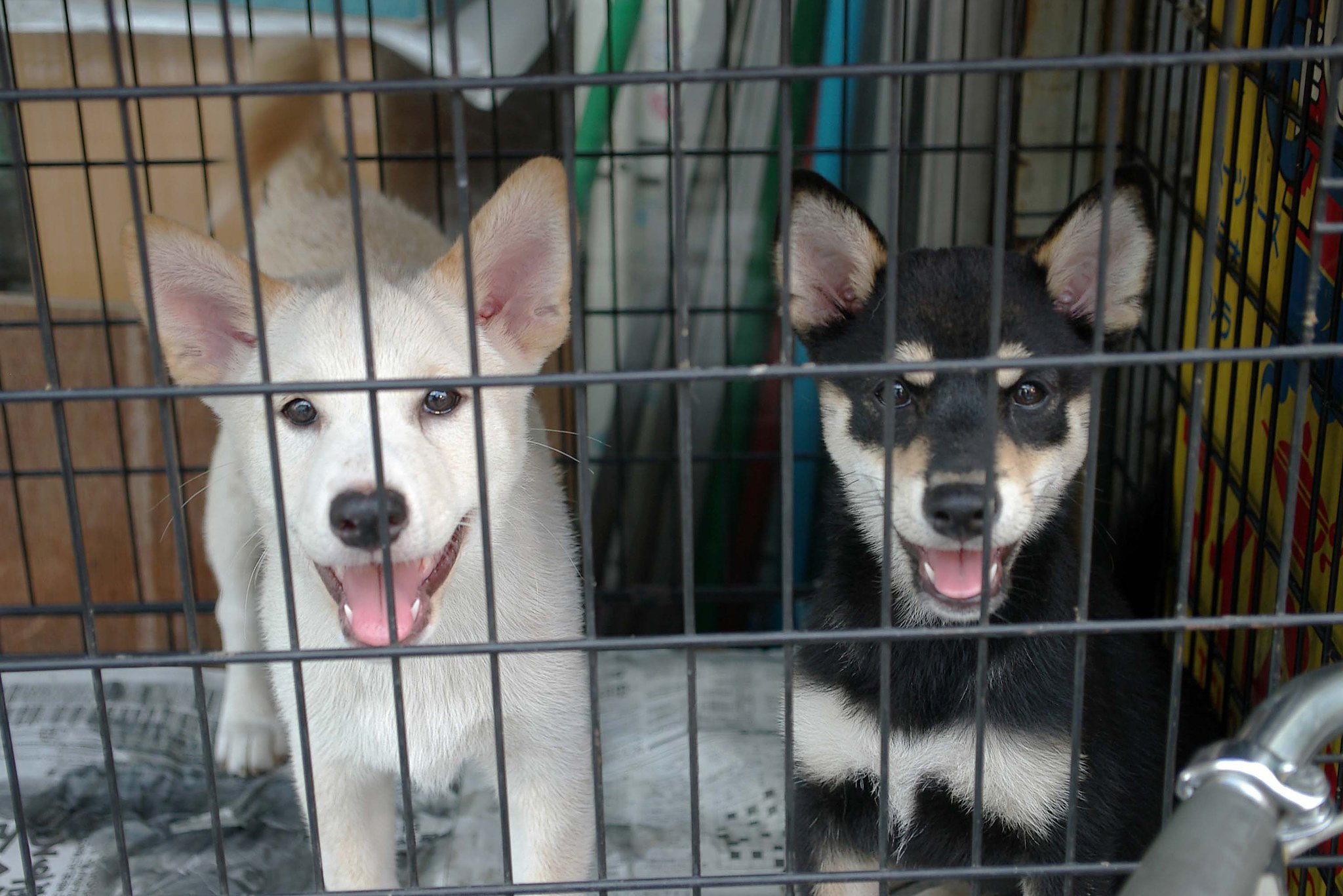 子犬