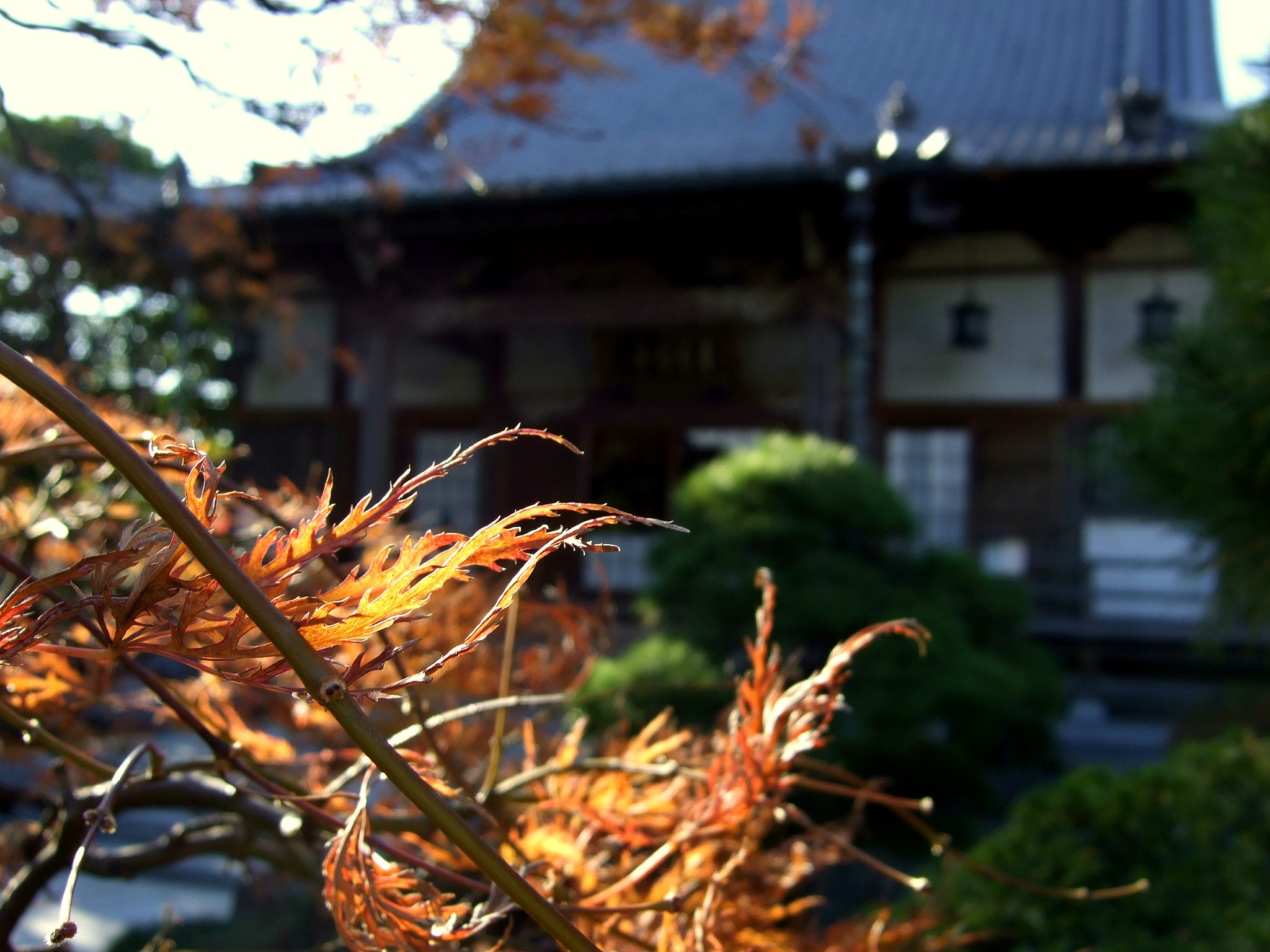 近所のお寺