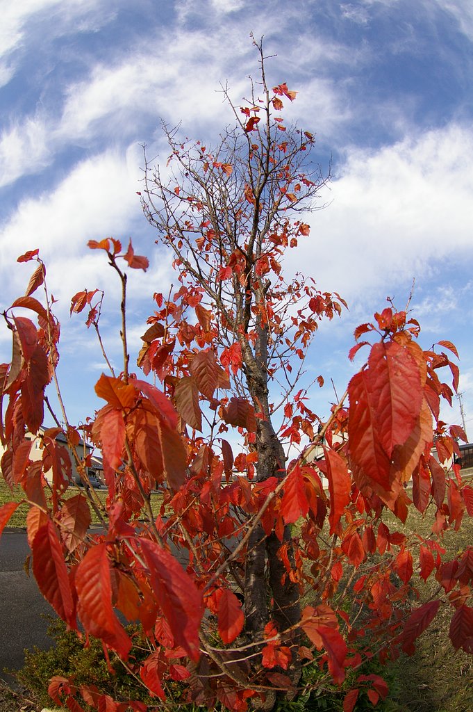 田んぼの中の紅葉
