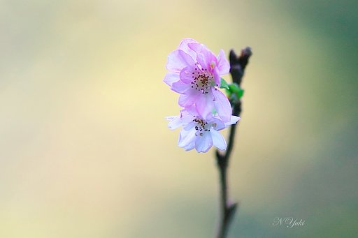 山桜