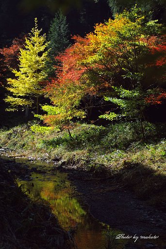 暗い森の中に・・・