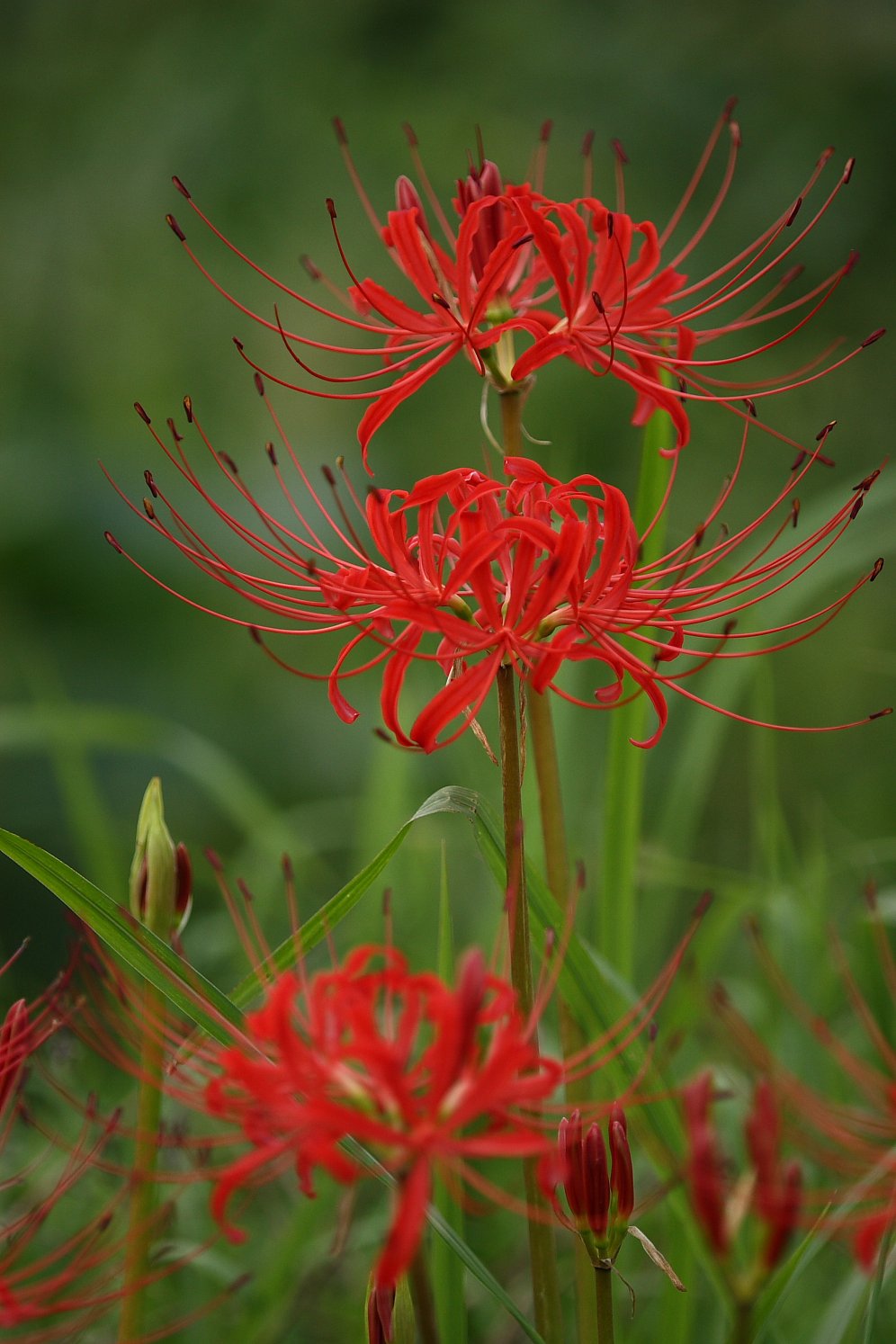 彼岸の花