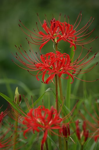 彼岸の花