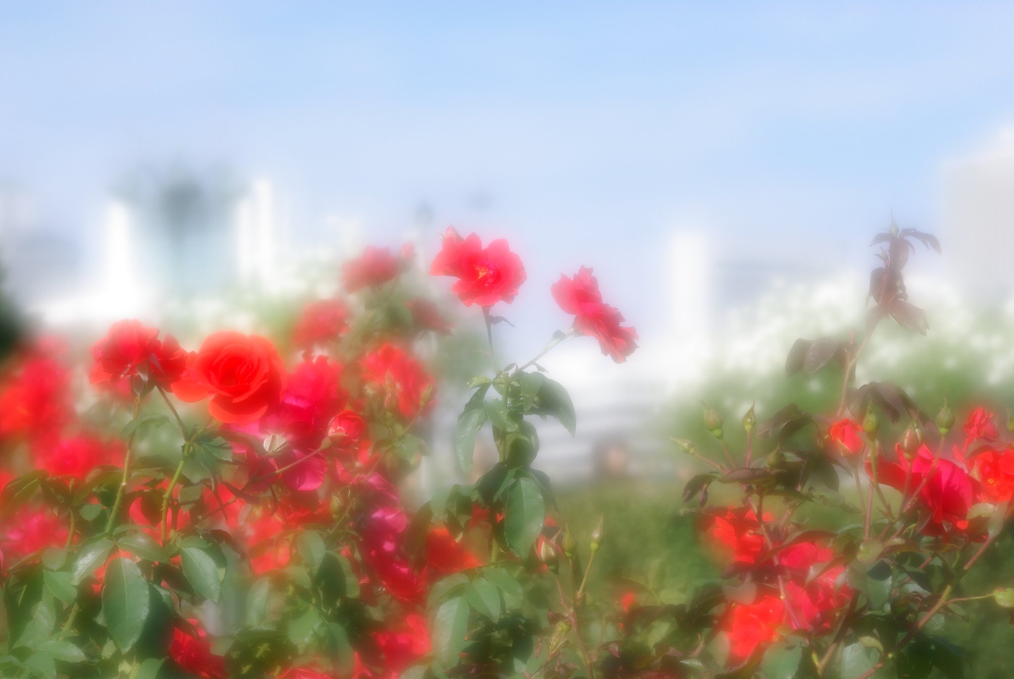 daydream