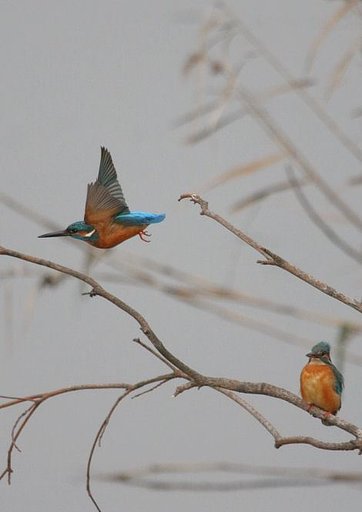 カワセミ