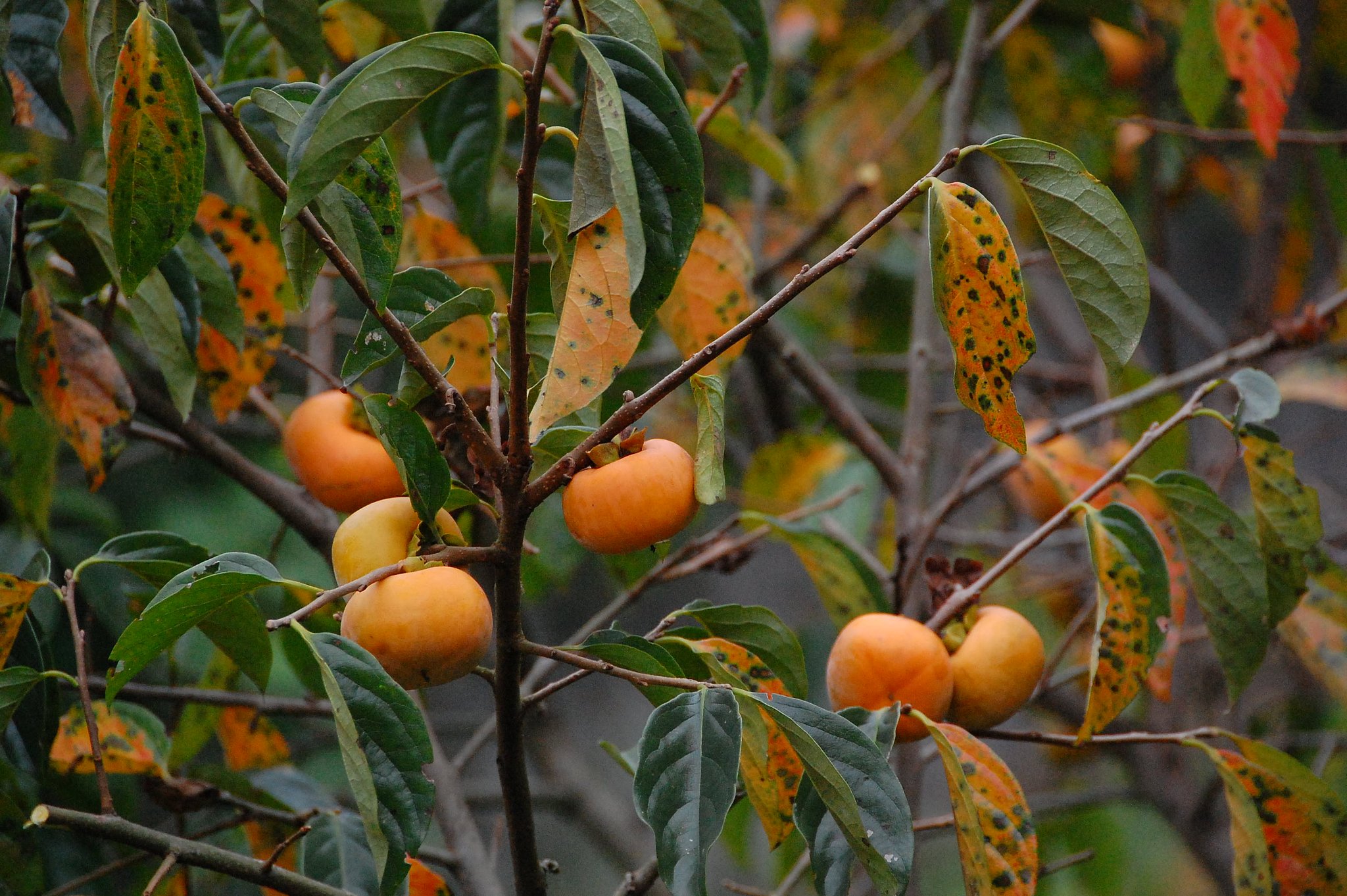 柿