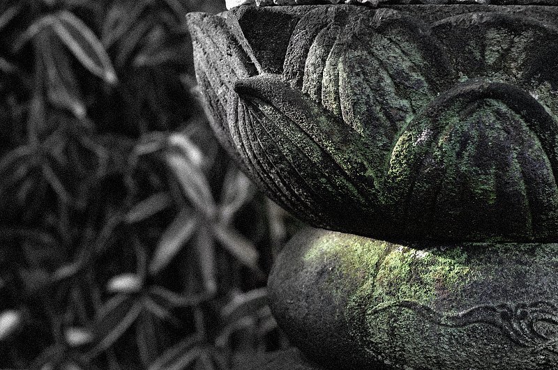 苔に光す