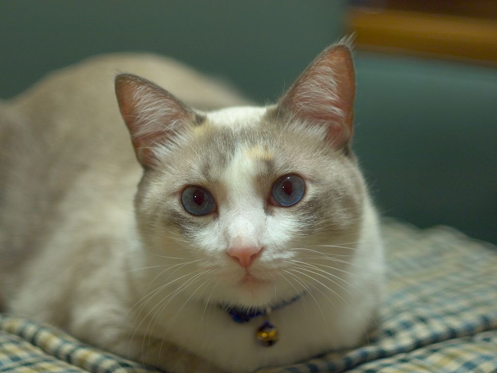 ひさしぶりに我が家の猫でも^^;