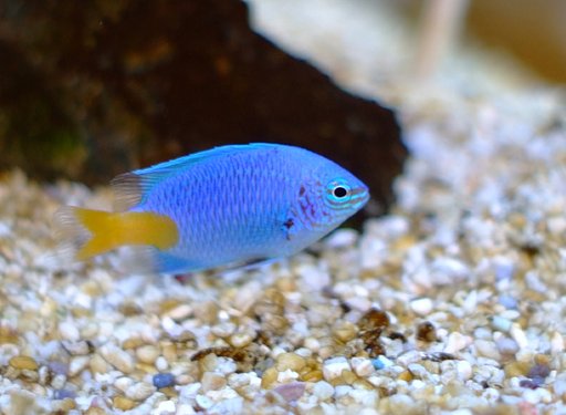 熱帯魚