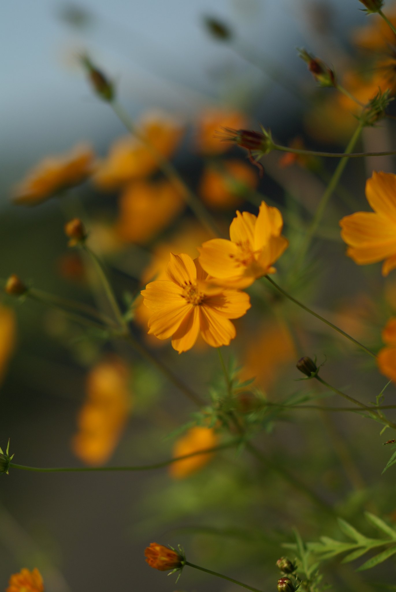 sonnar 135F1.8ZA