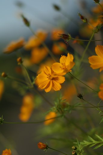 sonnar 135F1.8ZA
