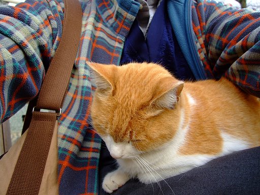 猫