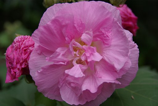 午後３時の酔芙蓉