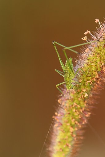 朝に眩しく