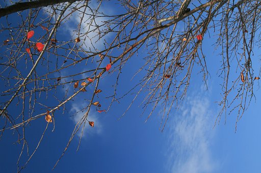 残葉と青空